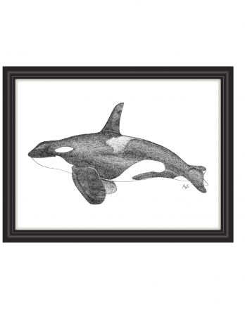 Oceanic Opportunist (orca)