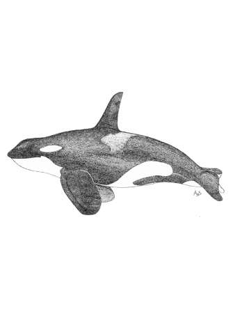 Oceanic Opportunist (orca)