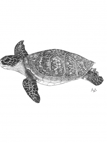 Surf Sleeper (sea turtle)