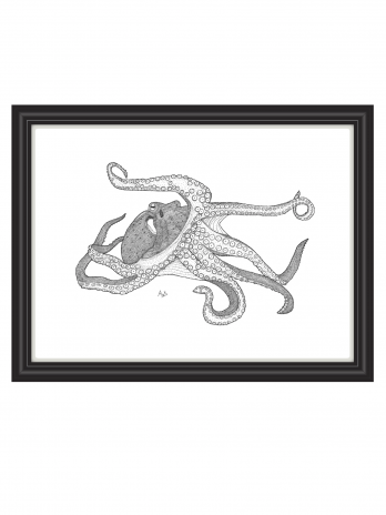 Atlantic Arbiter (octopus)