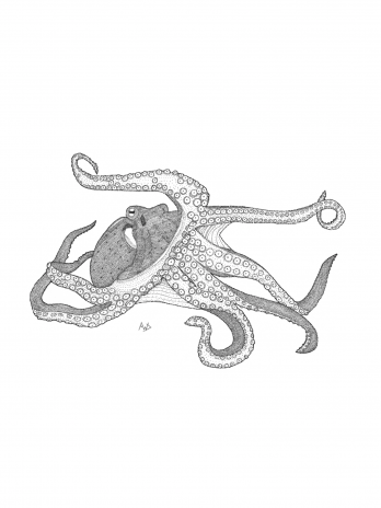 Atlantic Arbiter (octopus)