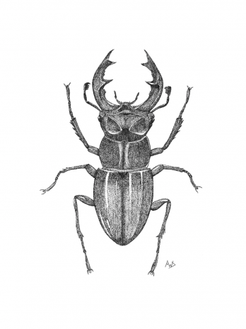 Mossy Majesty (stag beetle)