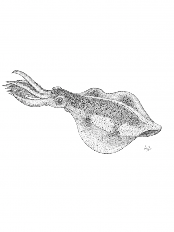Luminescent Levitator (squid)