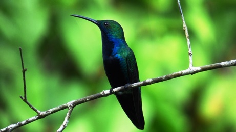 Blue-Chinned Sapphire Hummingbird
