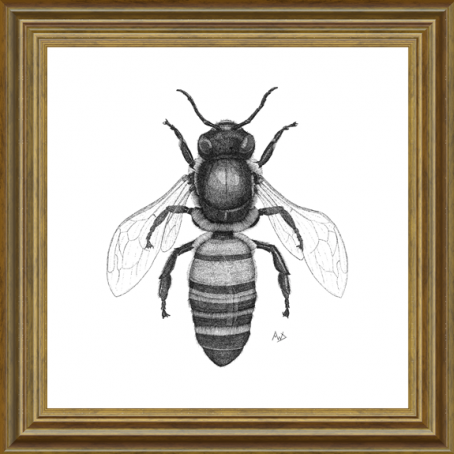 A framed version of the Apian Artisan honey bee print